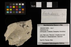 Foto (Objekt + Etiketten) von Gastrodorus sp. (NHMW-GEO-1990-0041-0099)